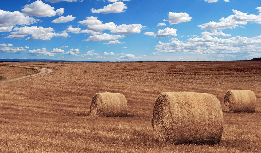 The Importance of Selecting Quality Hay