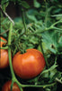 TOMATO MARGLOBE (1/4 OZ (EACH))