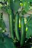 CUCUMBER EARLY SPRING BURPLESS HYBRID (1/4 OZ (EACH))