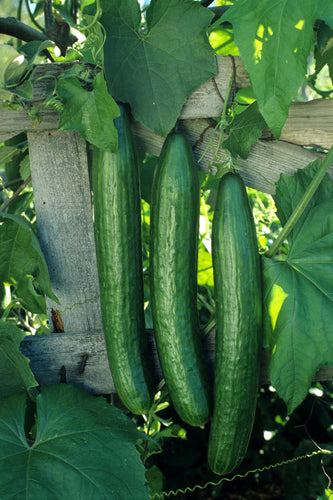 CUCUMBER EARLY SPRING BURPLESS HYBRID (1/4 OZ (EACH))