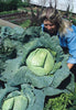 CABBAGE LATE FLAT DUTCH (1/2 OZ (EACH))