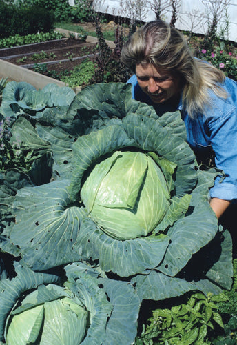 CABBAGE LATE FLAT DUTCH (1/2 OZ (EACH))