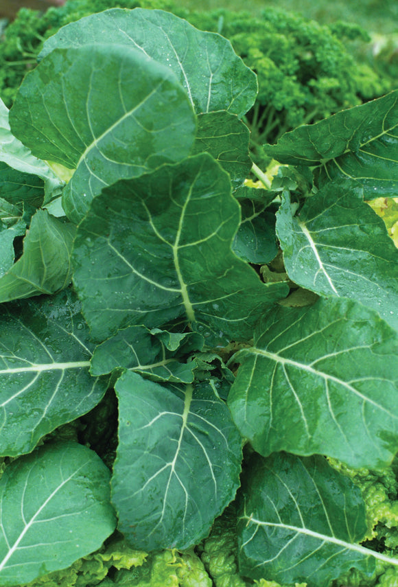 COLLARDS GEORGIA SOUTHERN (1/2 OZ (EACH))