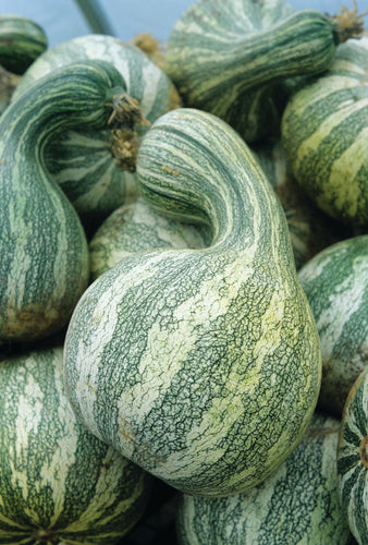 PUMPKIN STRIPED CUSHAW (1/2 OZ (EACH))