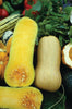 SQUASH BUTTERNUT (1/2 OZ (EACH))