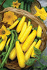 SQUASH EARLY PROLIFIC STRAIGHTNECK (1/2 OZ (EACH))