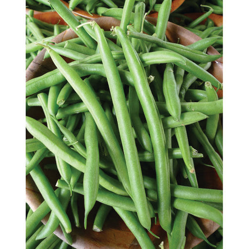 BUSH BEAN WHITE HALF RUNNER (1/2 LB (EACH))