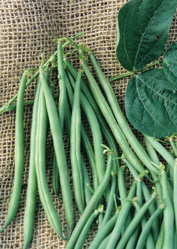 BUSH BEAN TOPCROP (1/2 LB (EACH))