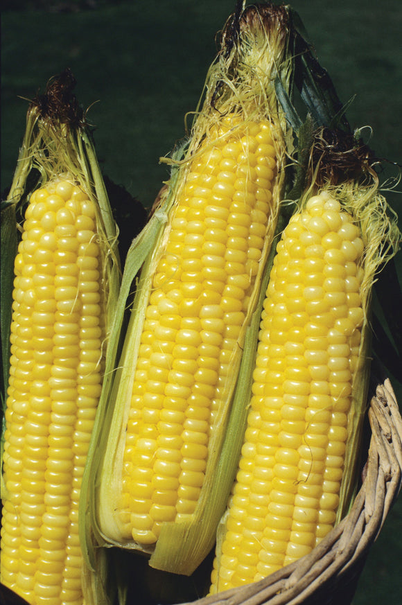 SWEETCORN BODACIOUS HYBRID