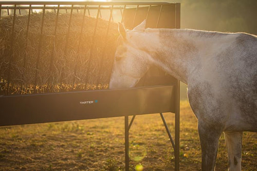 Tarter Equine Elevated Hay & Grain Feeder