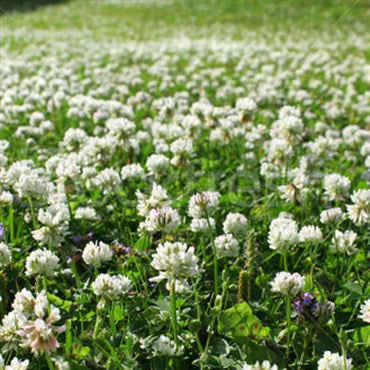 Wetsel Seed Products Clover White Dutch - 50lb (50 lb.)