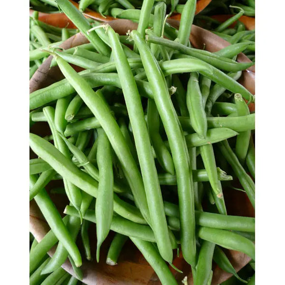 Southern States Seed Division White Half Runner Bean 1/2lb (1/2lb)