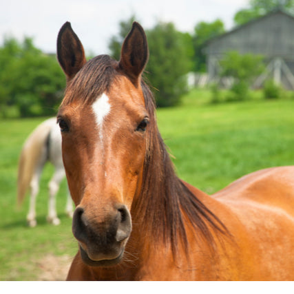 Livestock Feed & SuppliesHorse