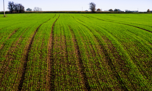 Crop field