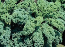 KALE DWARF BLUE CURLED SCOTCH (1/2 OZ (EACH))