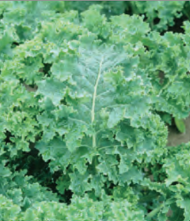 KALE DWARF SIBERIAN CURLED KALE (1/2 OZ (EACH))