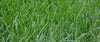 Pennington Fescue Kentucky 31 50lb