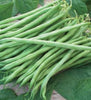 BUSH BEAN TENDERETTE (1/2 LB (EACH))