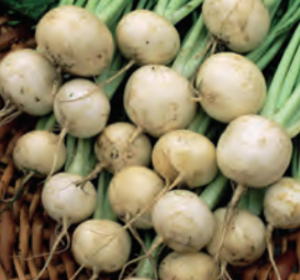 TURNIP WHITE LADY HYBRID (1/4 OZ (EACH))